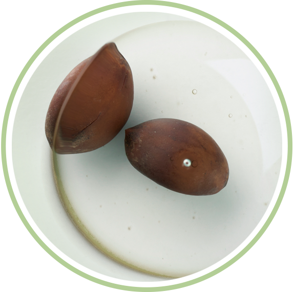 Imagen representativa ingrediente aceite cacay